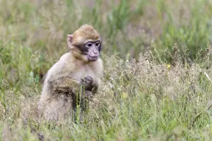 Animals In Captivity Photos Stampe: Barbary Macaque -Macaca sylvanus-, young animal, captive, Rhineland-Palatinate, Germany