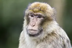 Cercopithecidae Family Photos Stampe: Barbary Macaque -Macaca sylvanus-, adult, captive, Rhineland-Palatinate, Germany