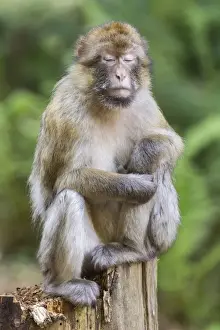 Cercopithecidae Family Photos Stampe: Barbary Macaque -Macaca sylvanus-, captive