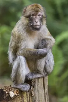Old World Primates Stampe: Barbary Macaque -Macaca sylvanus-, captive