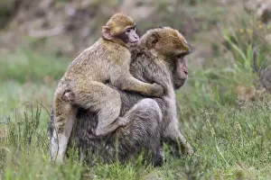 Stampe di Barbary Macachi -Macaca sylvanus-, adulto e giovane, in cattività, Renania-Palatinato, Germania Macaco Di Barberia Stampe: Macachi barbareschi - Macaca sylvanus