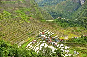 Siti Del Patrimonio Delle Filippine Stampe: Terrazze di riso di Batad