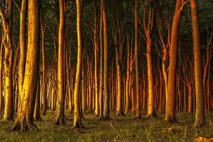 Ghost Forest Germany Stampe: Beech forest in evening light, ghost forest