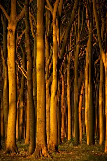 Ghost Forest Germany Stampe: Beech forest in evening light, ghost forest