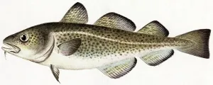 Fish Species Illustrations Stampe: Cod Fish