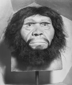 CB1 Artwork Collection Stampe: Head of Java Man