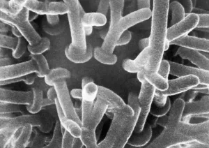 Electron Microscope Images Stampe: Synaptic Knobs First Photographed