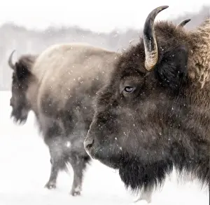 Winter Wildlife Photography Stampe: bison in winter