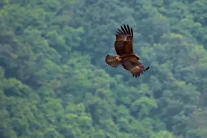 Western Ghats Wildlife Stampe: Black Eagle