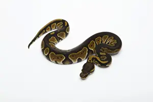 Stampe di Python regale doppio Het albino fantasma di testa nera - Python regius -, femmina Pitone Palla Stampe: Pitone a testa nera doppia Het Albino Ghost Ball Python o Pitone reale -Python regius