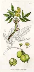Herbal Medicine Illustration Stampe: Bladdernut tree