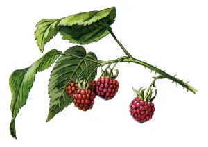 Retro Botanical Illustrations Stampe: Raspberry