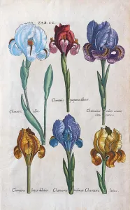 Stampe di Tipi diversi di errori (Iris), incisione su rame a mano colorata da Matthaeus Merian dal Viridarium Reformatum di Michael Valentini, 1719 Matthaeus Merian Stampe: Tipi diversi di errori (Iris)