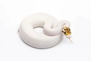 Stampe di Bumble Bee Piebald Ball Python o Royal Python -Python regius-, femmina Pitone Palla Stampe: Bumble Bee Piebald Ball Python o Royal Python -Python regius-, femmina.