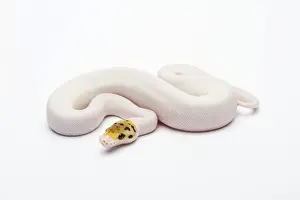 Stampe di Bumble Bee Piebald Ball Python o Royal Python -Python regius-, femmina Pitone Palla Stampe: Bumble Bee Piebald Ball Python o Royal Python -Python regius-, femmina.