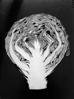 Vintage Plant Photography Stampe: Cabbage Cross-Section