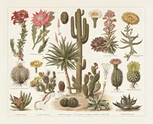 Antique Botanical Prints Stampe: Cacti, chromolithograph, published in 1897