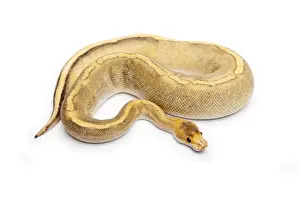 Stampe di Calamita Champagne Calico Ball Python o Python reale -Python regius-, femmina Pitone Palla Stampe: Calamita Champagne Ball Python o Pitone reale -Python regius-, femmina.