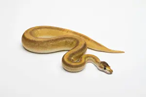 Stampe di Ball Python al Caffè di Champagne o Python Reale -Python regius-, femmina Pitone Palla Stampe: Champagne Cinnamon Ball Python o Royal Python -Python regius-, femmina.