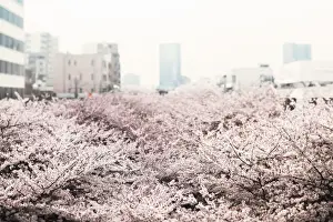 Cherry Blossom Trees Stampe: Cherry trees in full bloom