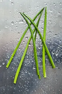 Aromatic Plants Stampe: Chives