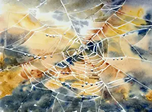 Immagini Correlate Stampe: Ragnatela di ragno