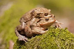 Animal Behavior In Wild Stampe: Common Toads -Bufo bufo-, mating, male clasping a female, amplexus, Thuringia, Germany