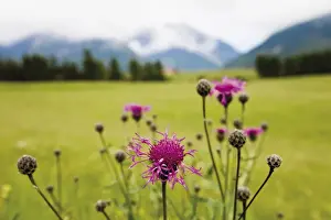 Centaurea Cyanus Species Stampe: Cornflower oder Bluebottle (Centaurea cyanus)