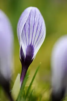 Crocus In Bloom Stampe: Crocus -Crocus-