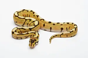 Serpente Stampe: Ragno del Deserto Balena di Seta o Pitone Reale -Pitone regio-, maschio.