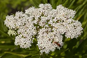 Blooming Plants Outdoors Stampe: Dwarf Elder -Sambucus ebulus-