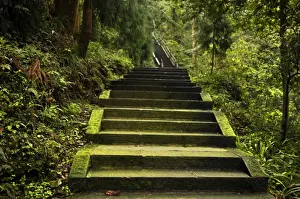 Springtime Mountain Landscape Stampe: Emei Shan Trail