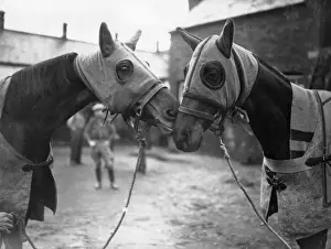 Horse Racing UK Stampe: Face To Face