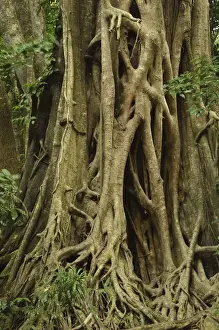 UNESCO World Heritage Australia Stampe: Detail of fig tree