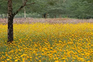 Daytime Botany Images Stampe: Flower fields