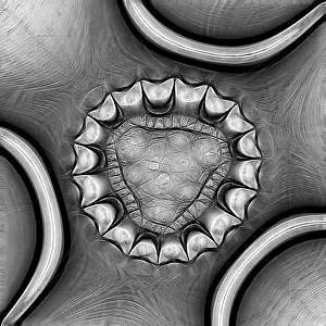 Fractal Art Stampe: Fractal object