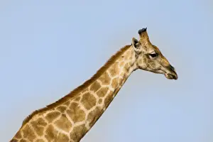 Blue Sky Nature Photos Stampe: Giraffe -Giraffa camelopardalis-, Etosha National Park, Namibia