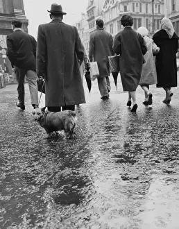1950s Animal Photography Stampe: Got A Problem ?