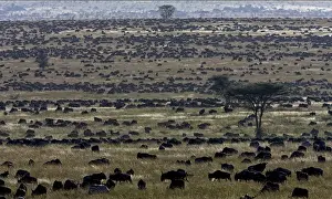 Tanzania Travel Destinations Stampe: The great migration