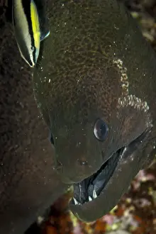 Underwater Animal Encounters Stampe: Green Moray Eel Being Cleaned