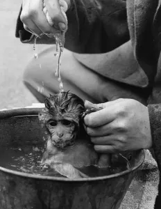 Whipsnade Zoo Stampe: Bathtime For Monkey