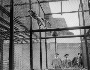 Wildlife Photography Gallery Stampe: In Captivity