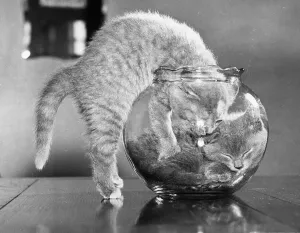 Cute Kitten Images Stampe: Full Up Inside