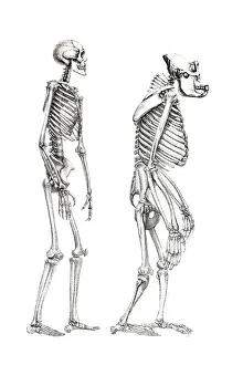Stampe di Ossa umane e scheletro di scimmia, illustrazione anatomica Immagini del 12 marzo 2011: Ossa umane e scheletro di scimmia, illustrazione anatomica.
