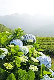 Floral Photography Stampe: Hydrangea (Hydrangea macrophylla) in front of mountains