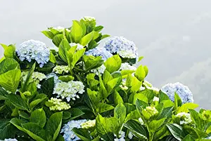 Hydrangeaceae Family Stampe: Hydrangea (Hydrangea macrophylla) in front of mountains