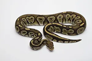Stampe di Hipo Nero Testa di Cane Cappello Albino Ball Python o Python Reale -Python regius-, maschio Pitone Palla Stampe: Hipo Nero Testa di Cane Cappello Albino Ball Python o Python Reale -Python regius