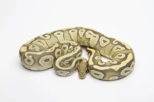 Stampe di Ipotesi Mojave Ball Python o Python reale -Python regius-, femmina Pitone Palla Stampe: Ipoteche Mojave Ball Python o Python reale -Python regius-, femmina.