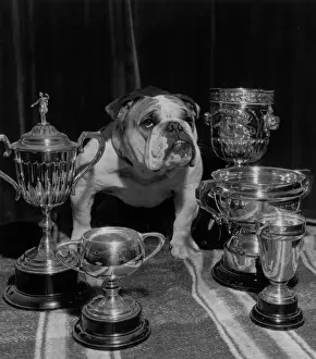 England Animal Images Stampe: Just You Try
