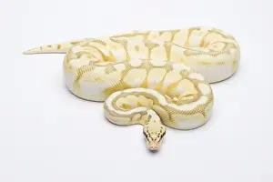 Api regina, palla di burro (Butter Ball) -Python regius-, maschio.